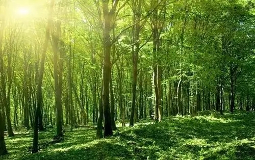 《全國天然林保護修復中長期規劃》通過專家評審